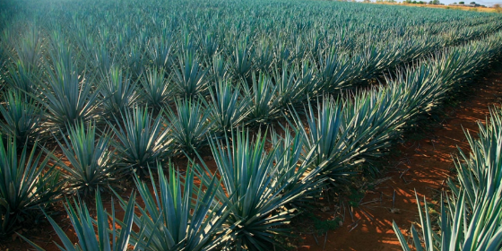 Inulina da Agave BIO