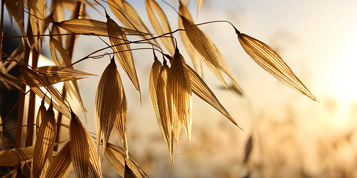 Raisio: boom dell'avena