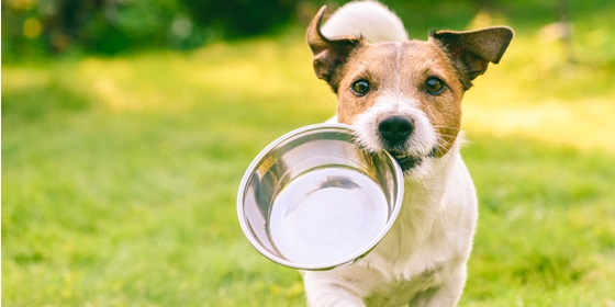 Emulsionante naturale negli alimenti per animali domestici 