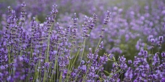 Novità Codif: l'attivo anti-age dalla lavanda