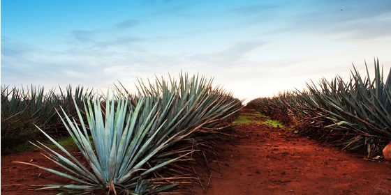 Inulina di agave: usi e benefici 