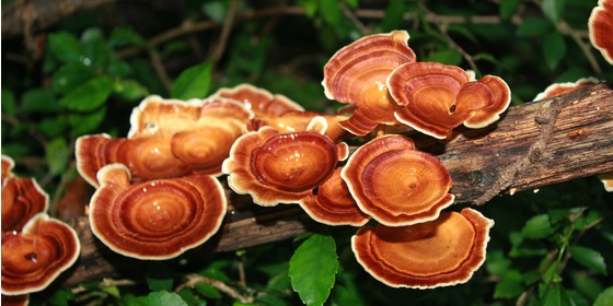 Tutte le proprietà dei funghi Reishi