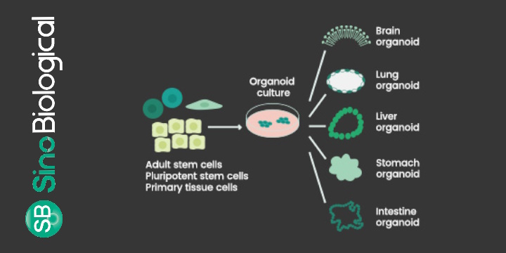 All about organoids