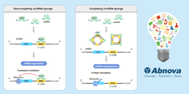 Circular RNA Sponge