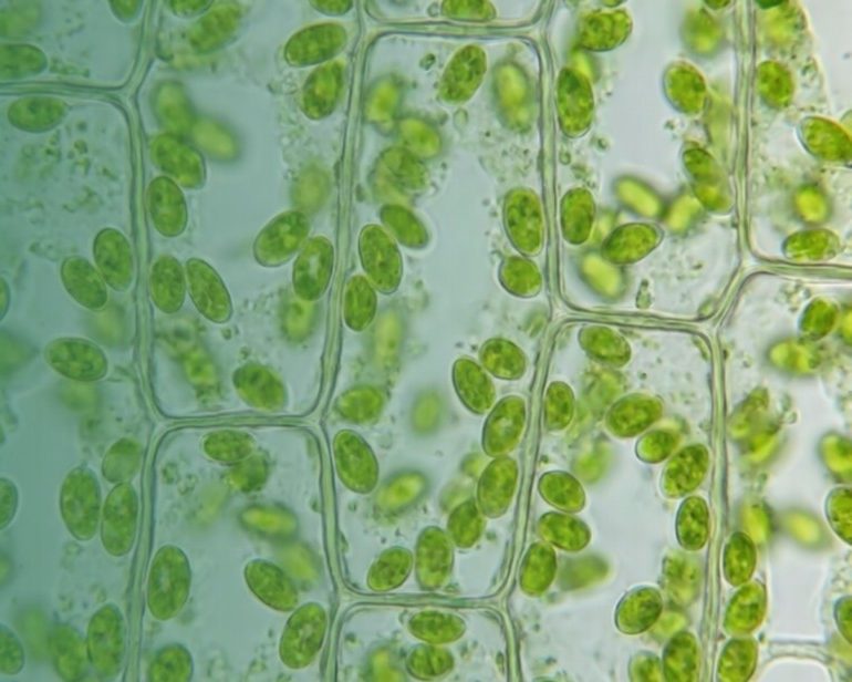 Miscele Salute Maschile